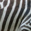 16 9 zebra texture by somadjinn