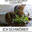penschi