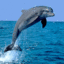 delfin13
