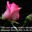 Rose-Marie
