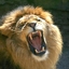 Lionpower1