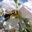 Bienenfreund
