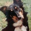 dogadnix