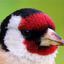 Goldfinch