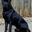 CaneCorso62