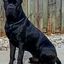 CaneCorso62