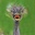 AntnPflanzl